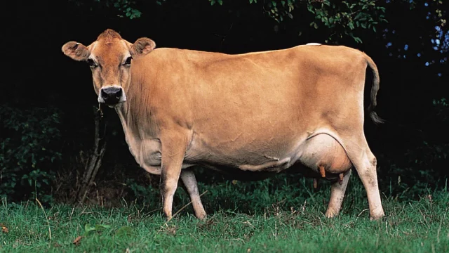 Jersey-cow