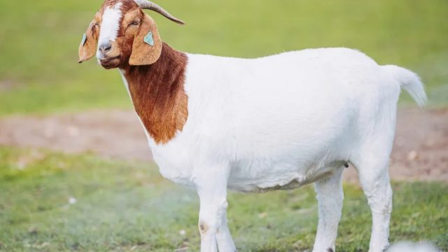 boer_goat