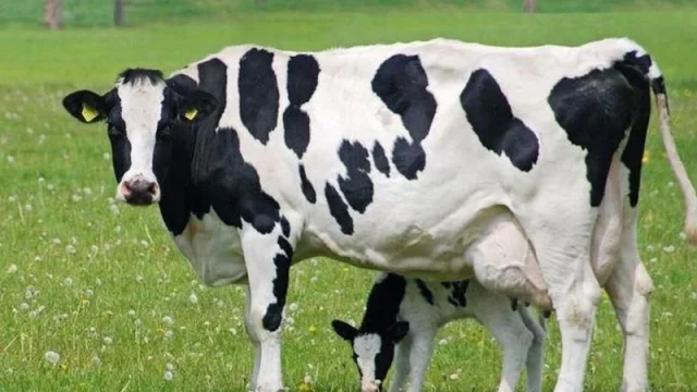 cow_jersey