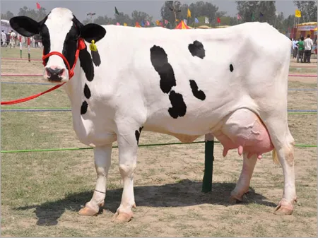 hf-cross-breed-cow-178